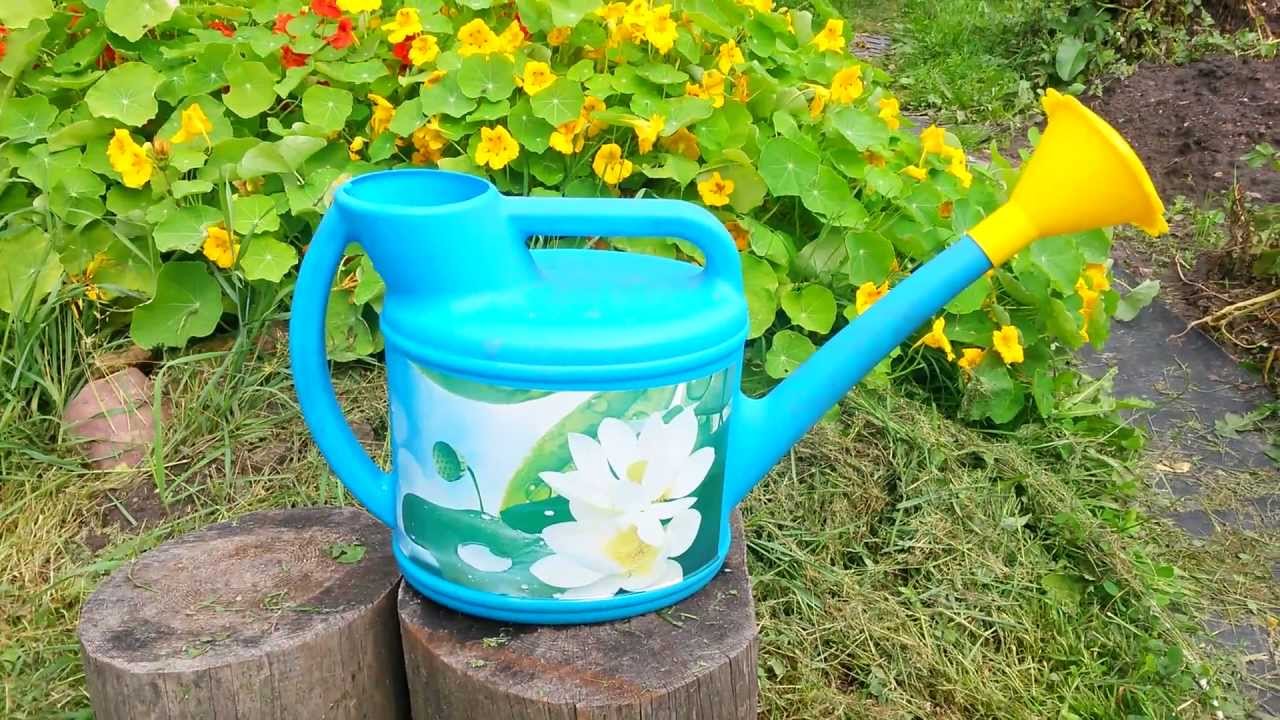 Правила полива георгин