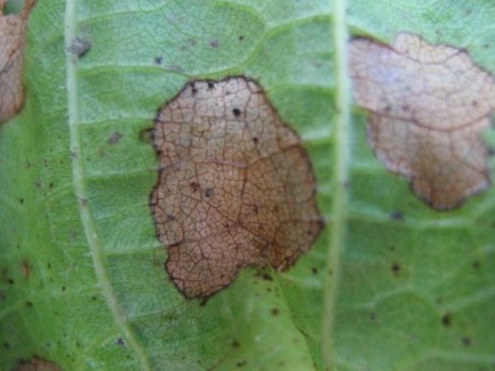 Антракноз каллы