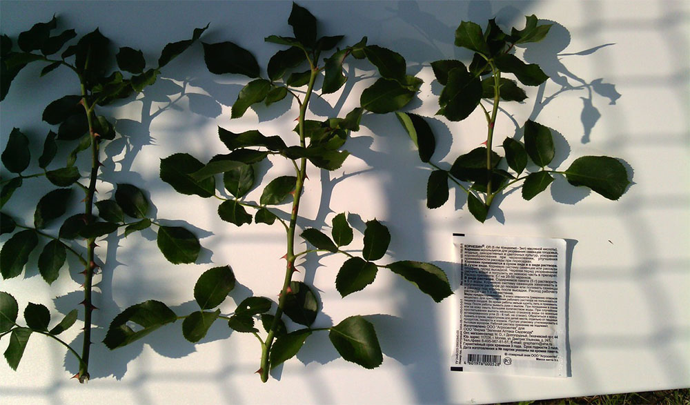 Способы размножения роз Фальстаф