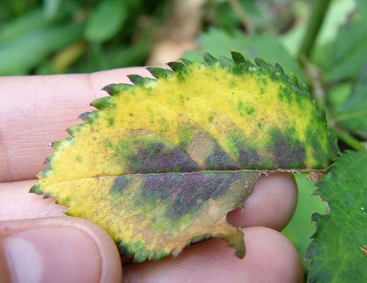 Пожелтели листья на розе