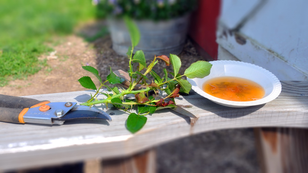 Черенки роз