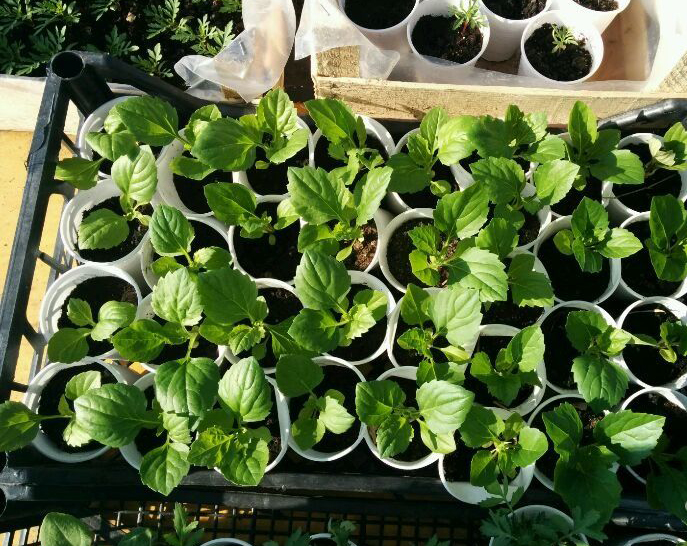 Высадка астр на рассаду