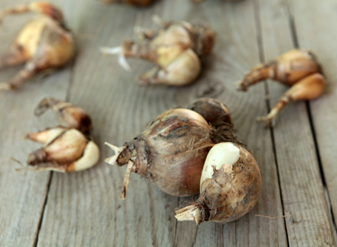 Луковицы нарциссов