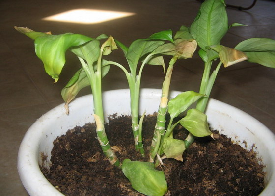 Заболевания растения диффенбахия