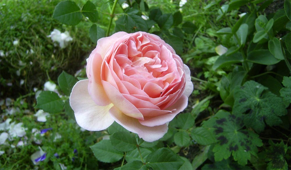 Абрахам Дерби