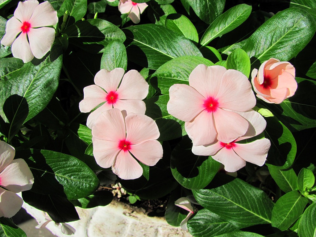 Катарантус