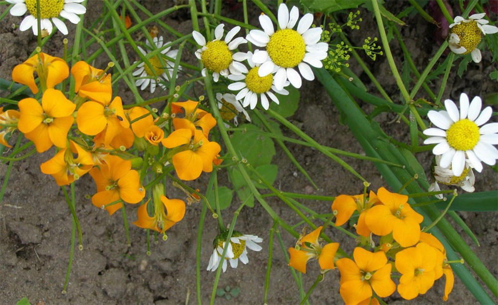 Цветение лакфиоль