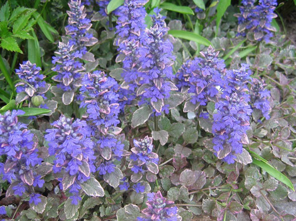 Живучка ползучая