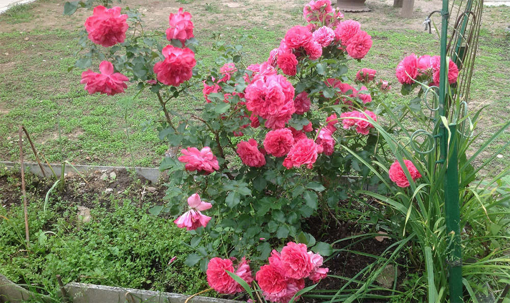 Розариум Ютерсен в саду