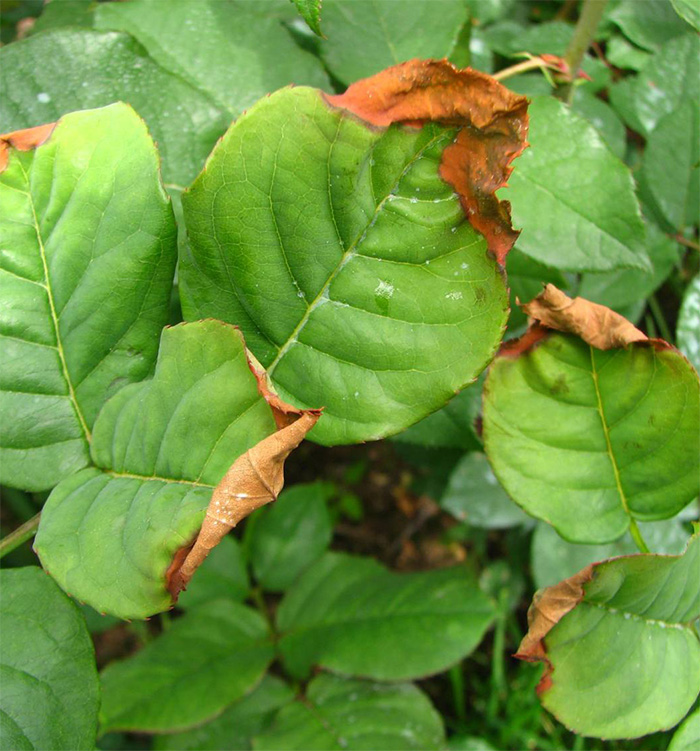 Ржавчина на листьях роз