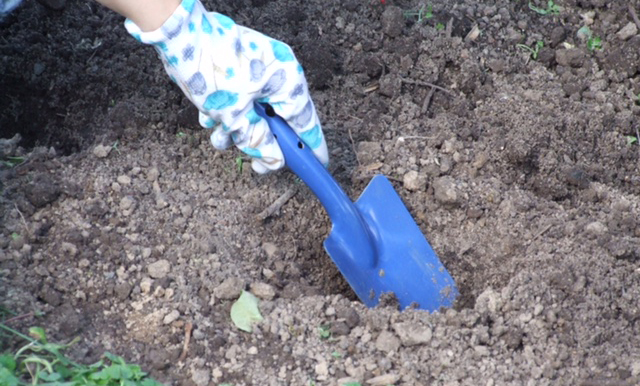 Лунка для саженца роз