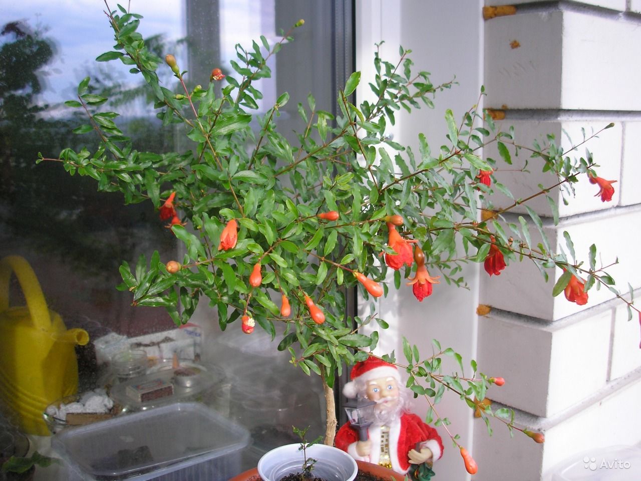 Комнатный гранат