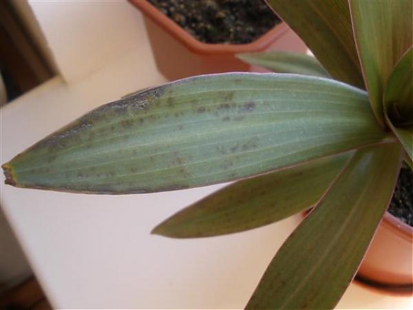 Болезни, вредители рео