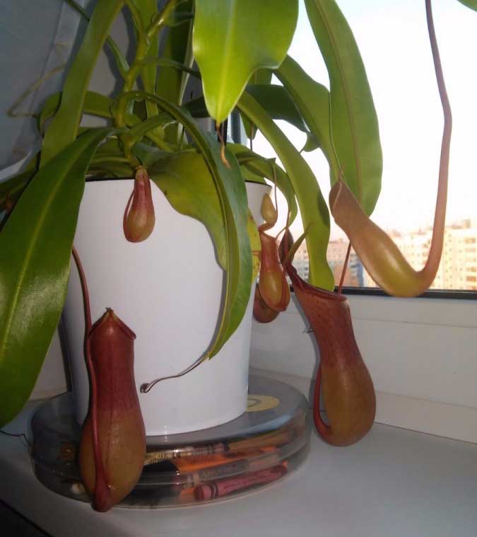 Непентес в горшке