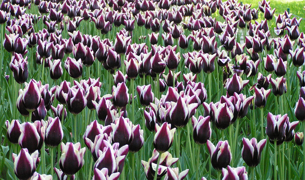 Тюльпаны сорта Gavota