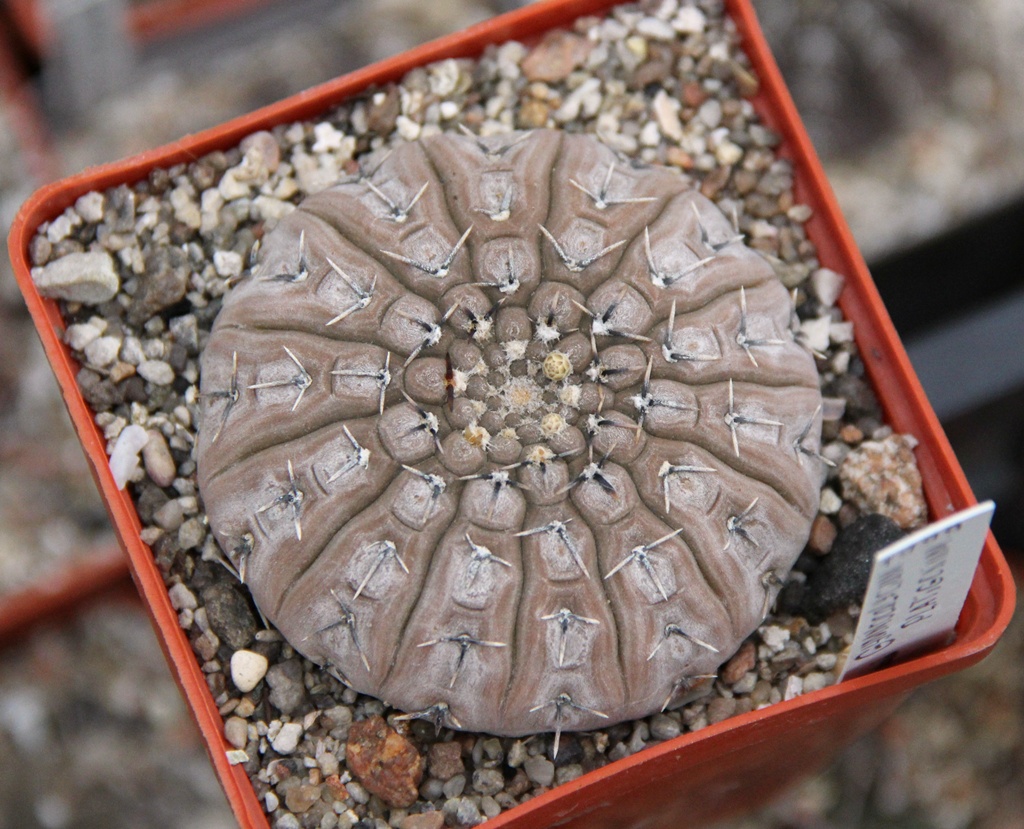 Период покоя гимнокалициума