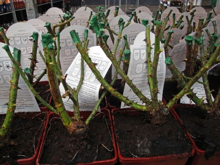 Раженцы роз Шопен