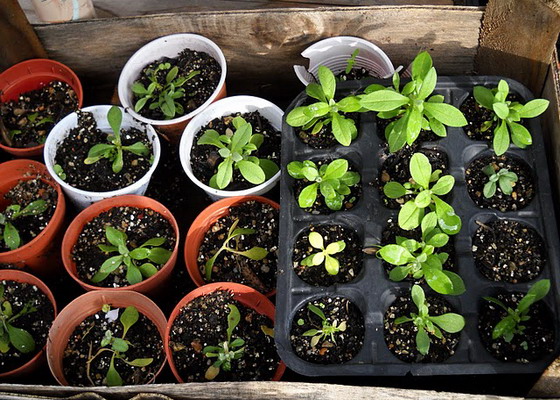 Размножение ясколки войлочной