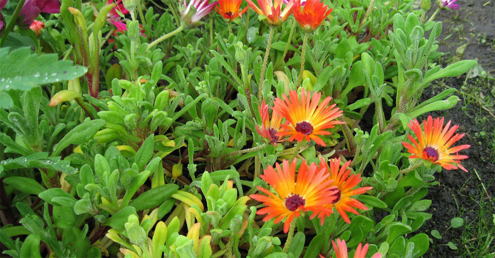 Мезембриантемум используется в косметологии и кулинарии.