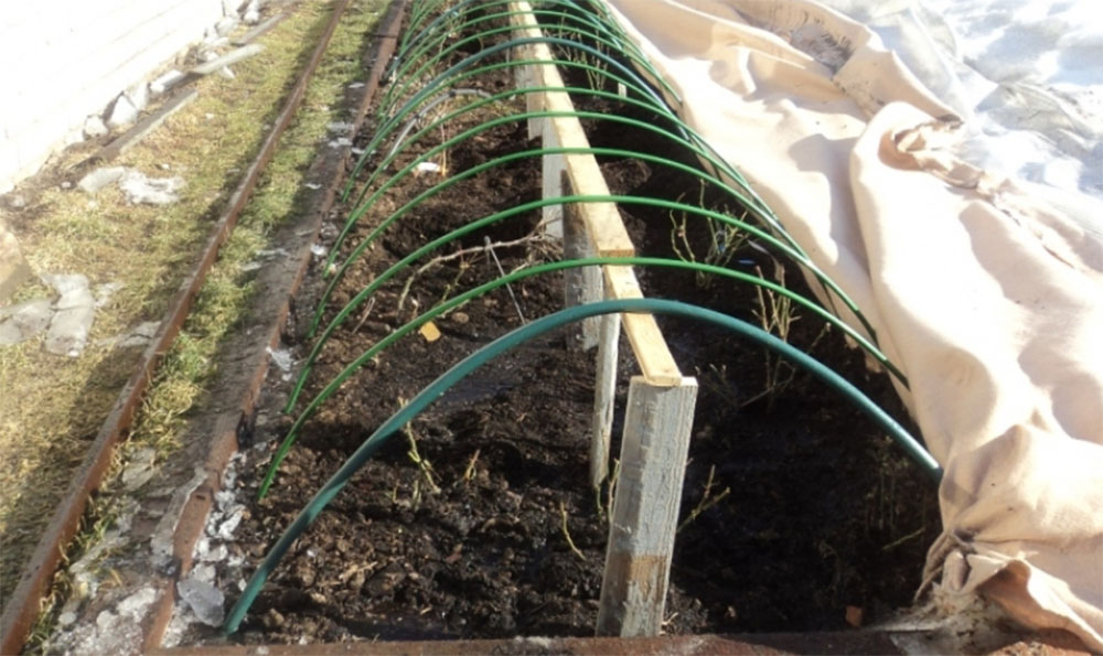 Зимовка сорта роз Фальстаф