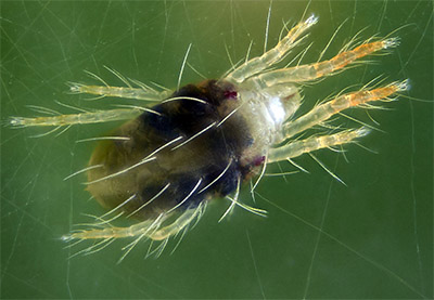 Паутинный клещ