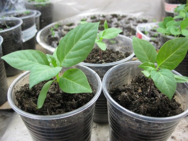 Рассада дурмана обыкновенного