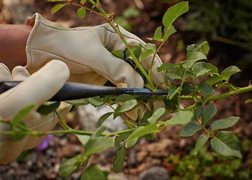 Формирующие обрезки розы