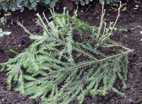 Зимний уход за розами, укрываем еловыми ветками