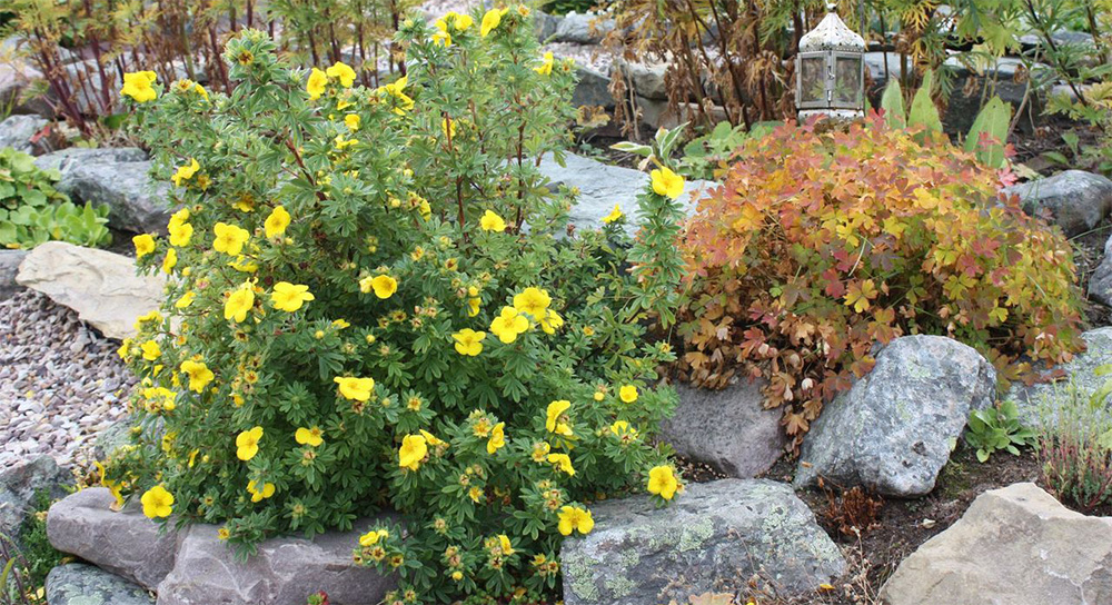 Лапчатка кустарниковая в ландшафтном дизайне