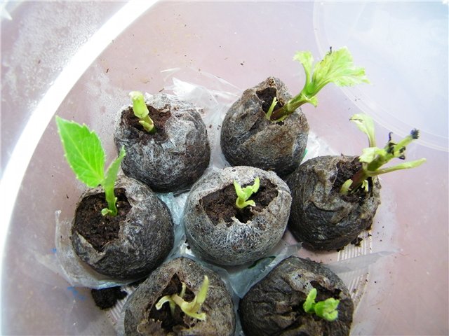 Черенкование георгины