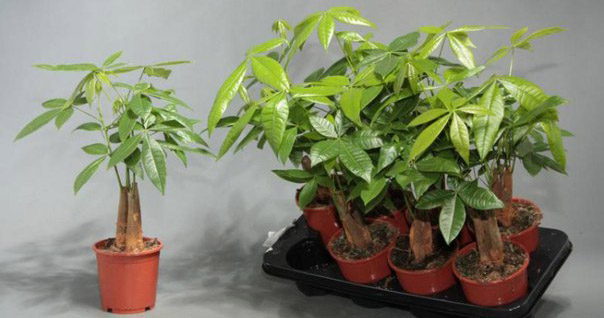 Размножение комнатного растения пахира