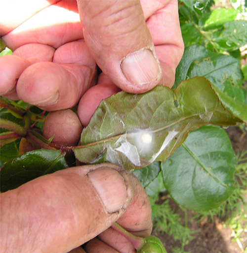 Розанная листовёртка