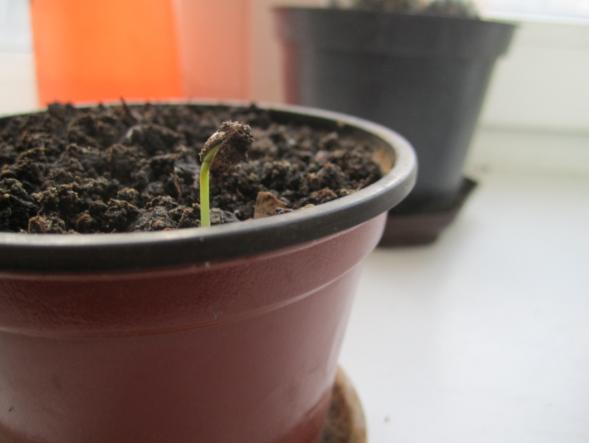 Грунт для комнатного граната