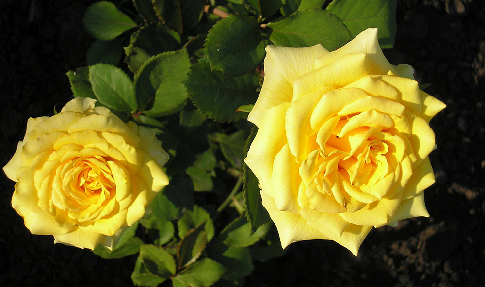 Роза Йеллоу Фейри