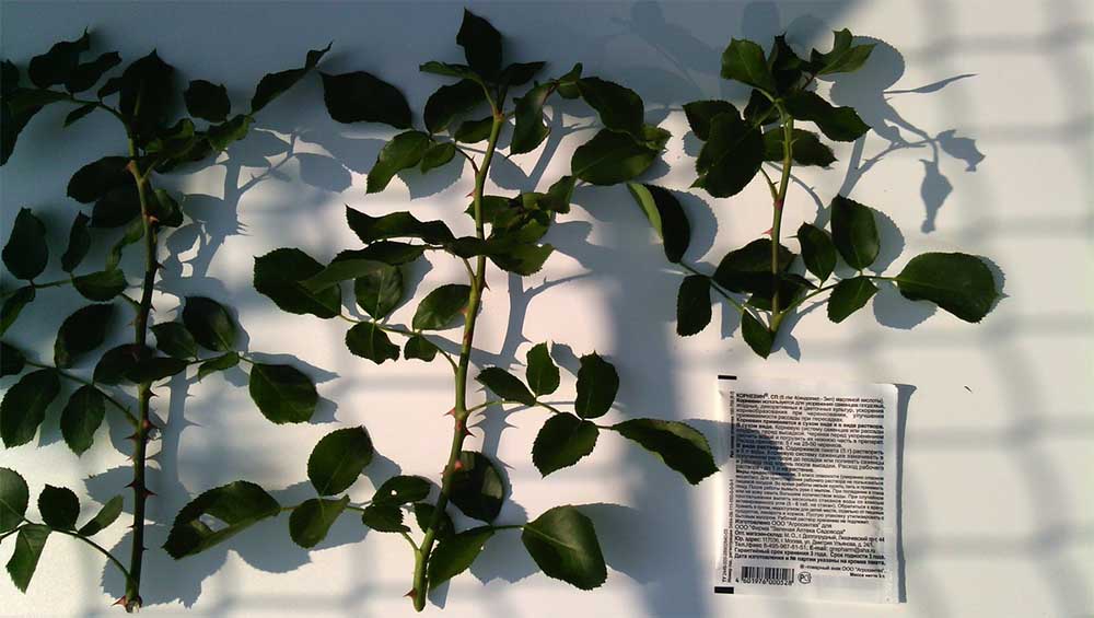 Размножение роз