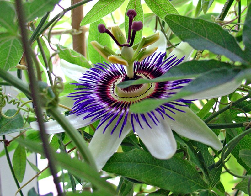 Пассифлора