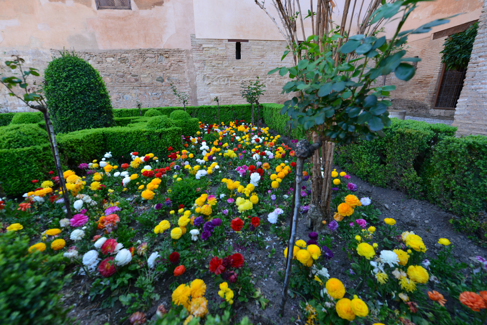 Дизайн с помощью ранункулюса