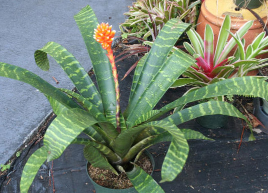 Гузмания мозаичная