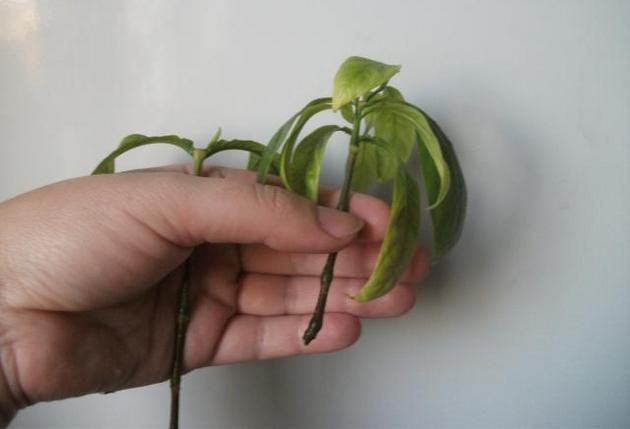 Размножение пахистахиса