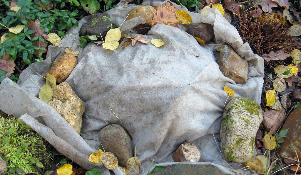 Укрытие роз шопен на зиму