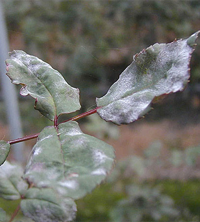 Мучнистая роса на розах