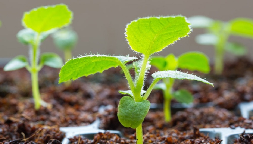 Молодые киви