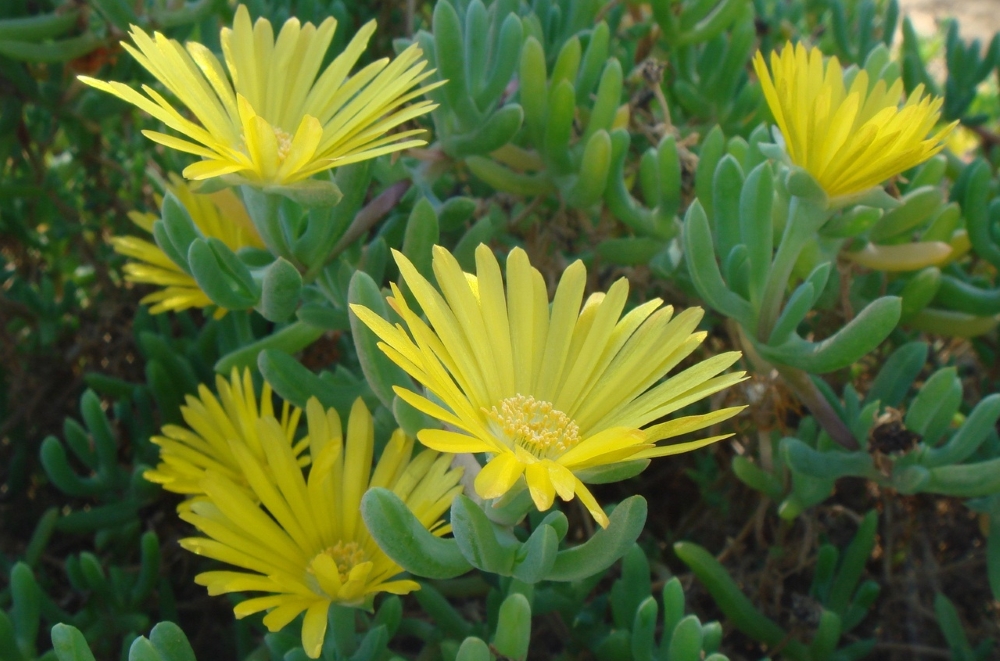 Лампрантус