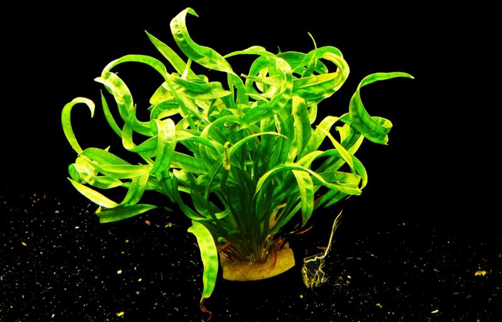 Эхинодорус