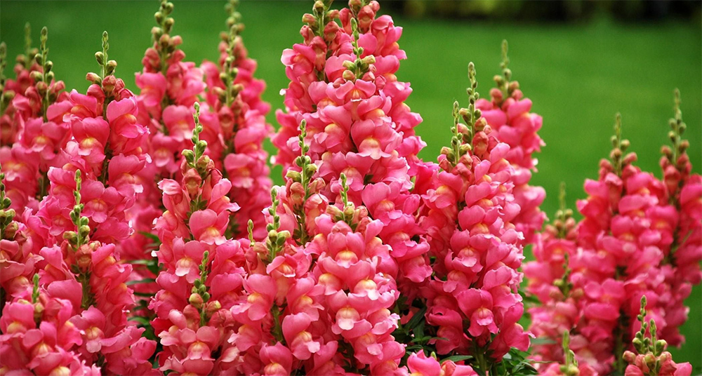 Львиный зев