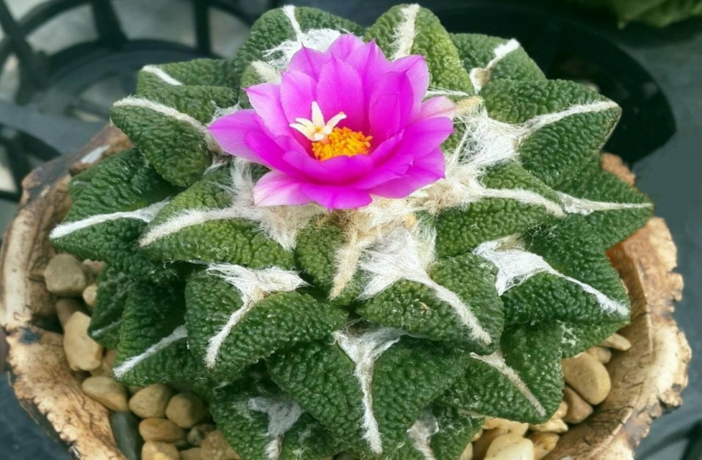 Ариокарпус