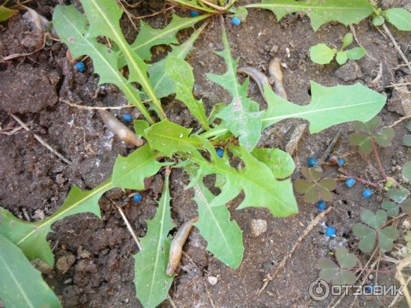 Отзывы о препарате Гроза