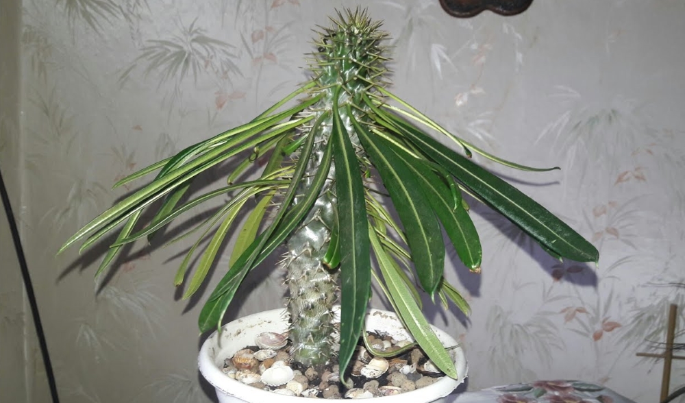 Пахиподиум