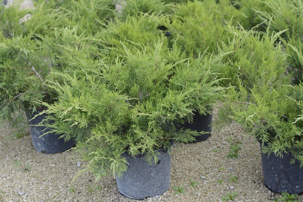 Можжевельник