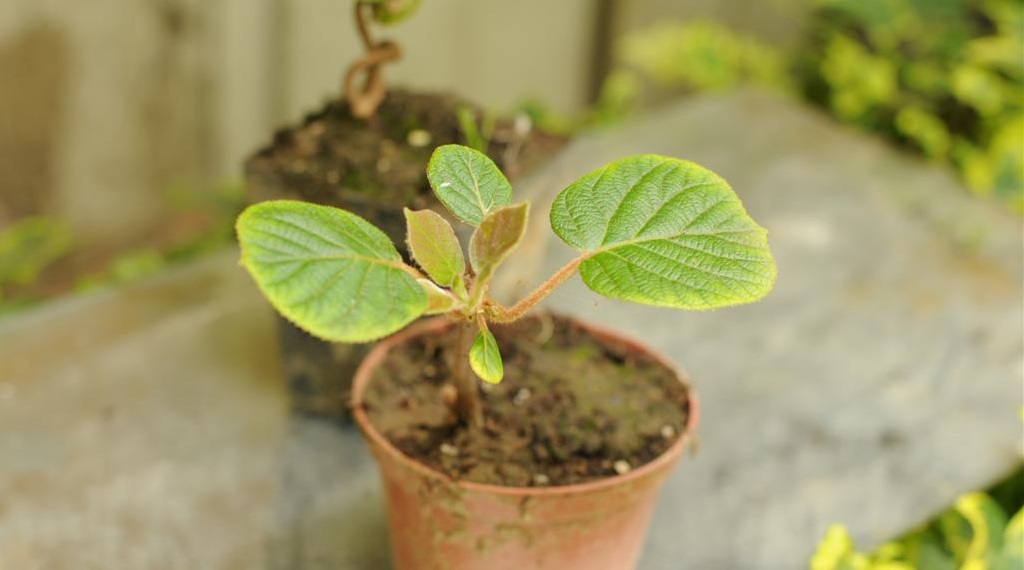 Саженец киви